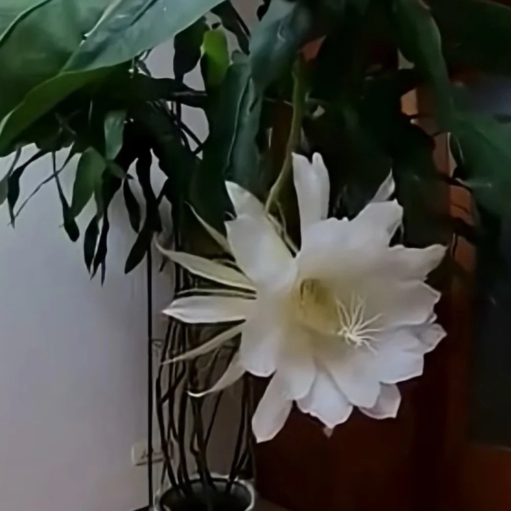 Large Flowers Night Blooming Orchid Cactus - 2 rooted leaves (Sweet Fragrance) - Picture 5 of 6